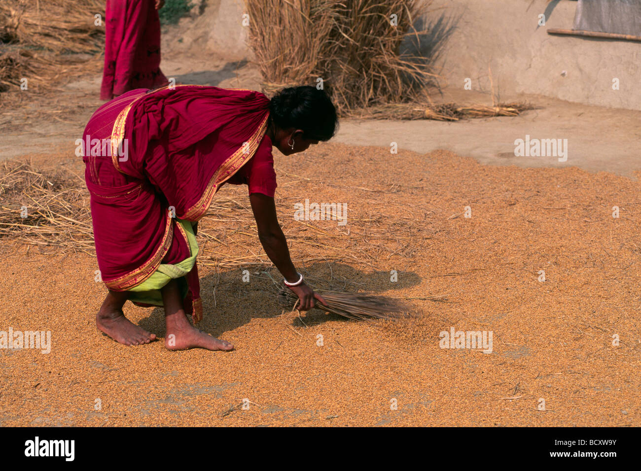 india, west bengal, sunderbans, rice harvest Stock Photo