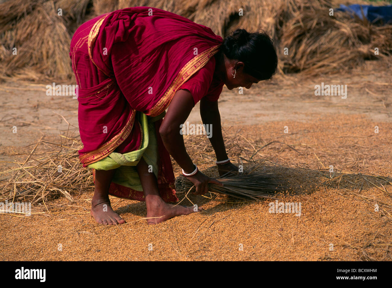 India, West Bengal, Sunderbans, rice harvest Stock Photo