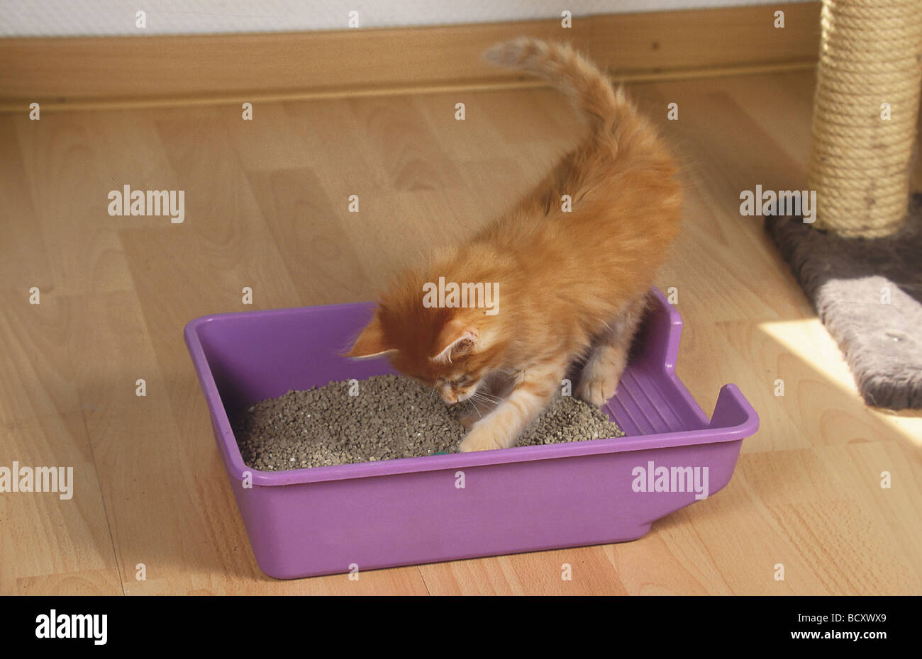 Domestic cat. Kitten scratching in a litter box Stock Photo Alamy