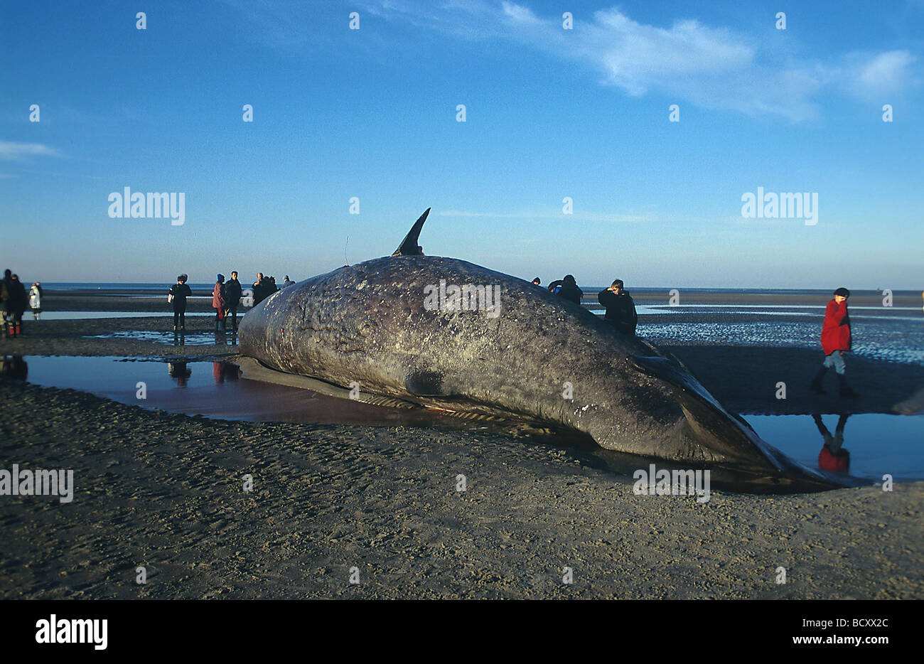 Sperm Whale (Physeter catodon), stranded. Germany Stock Photo - Alamy
