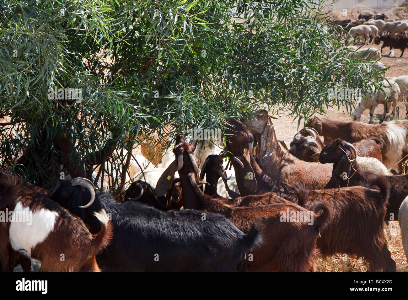 Cyprus goats hires stock photography and images Alamy