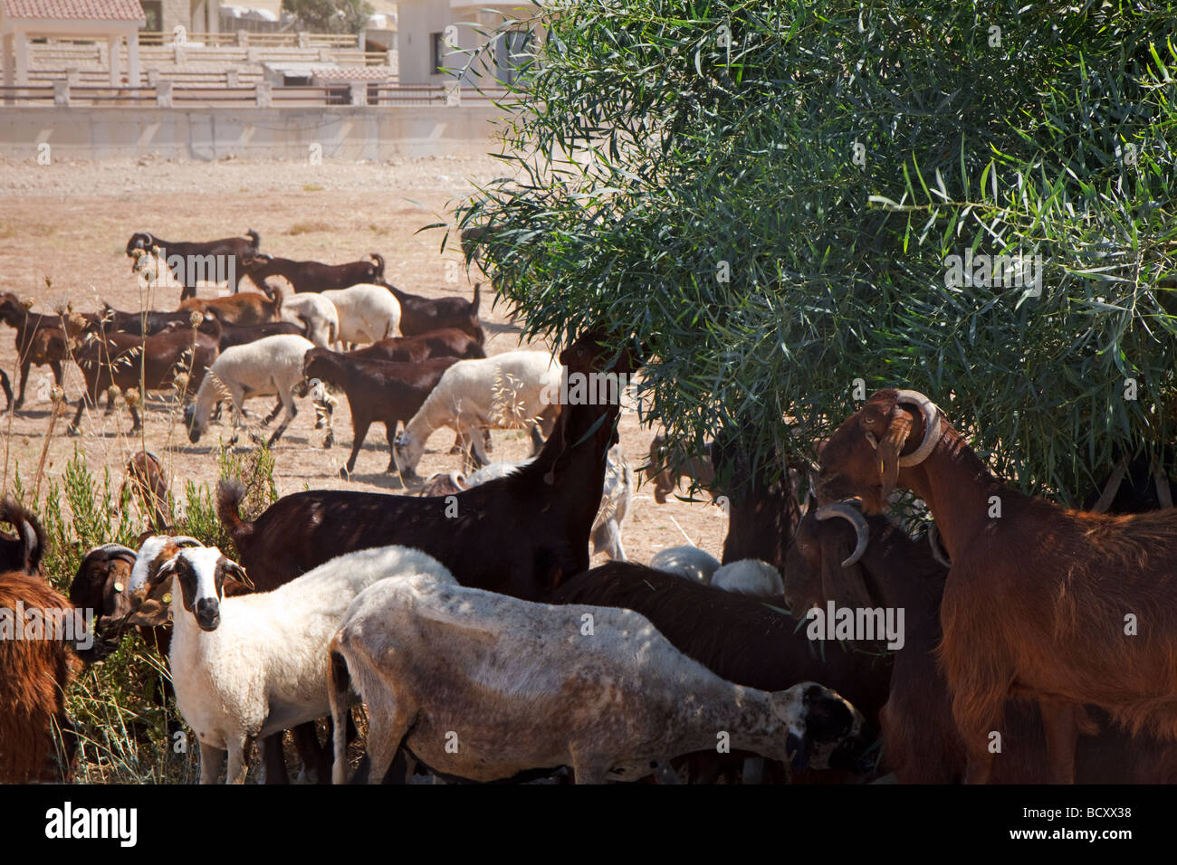 A herd of goats eating an olive tree in Polis Cyprus Stock Photo Alamy