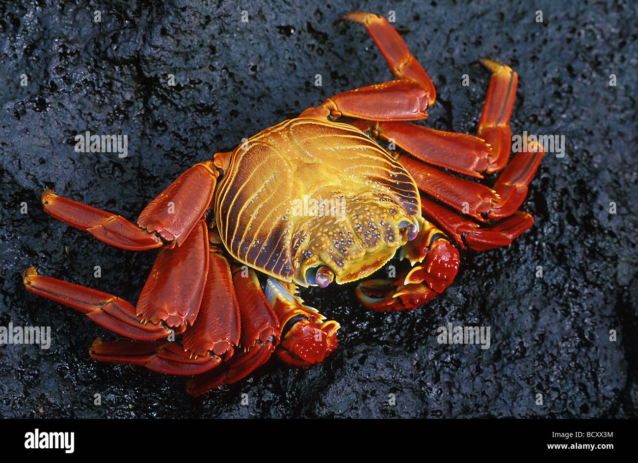 grapsus grapsus / mottled shore crab Stock Photo
