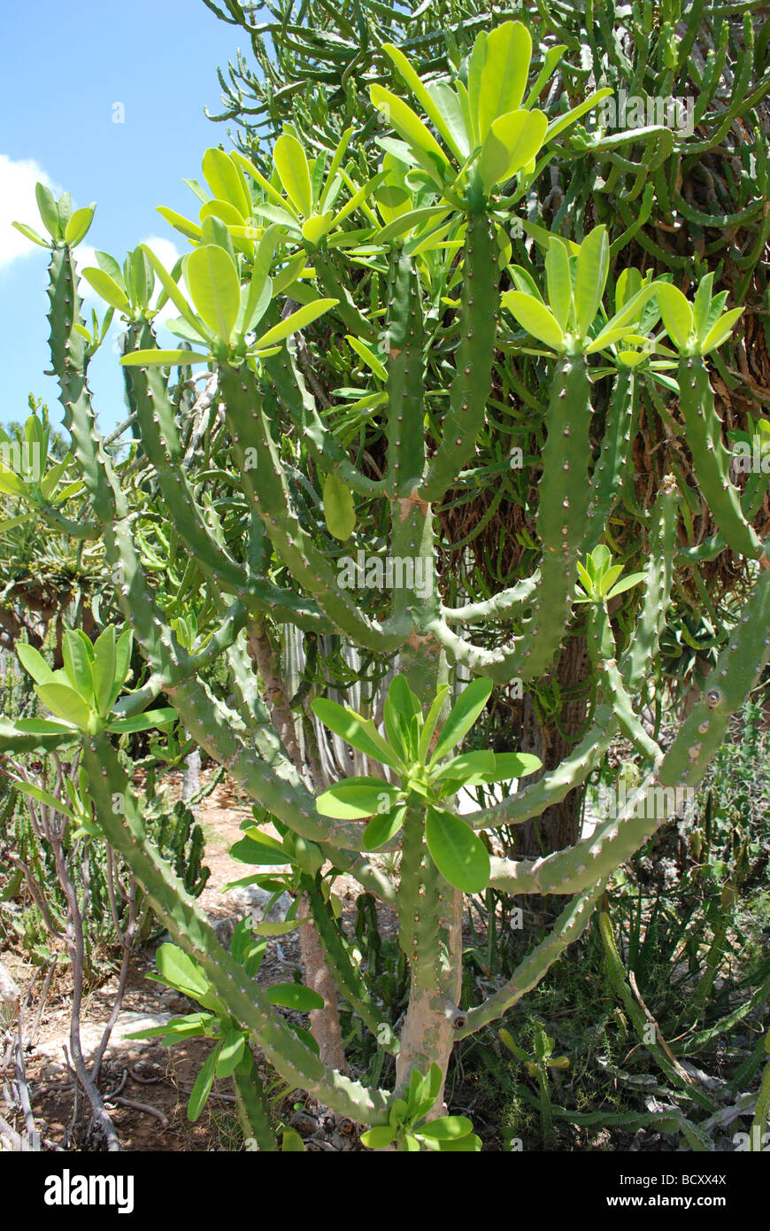 Euphorbia Neriifolia Cristata Indian spurgetree or hedge euphorbia Stock Photo