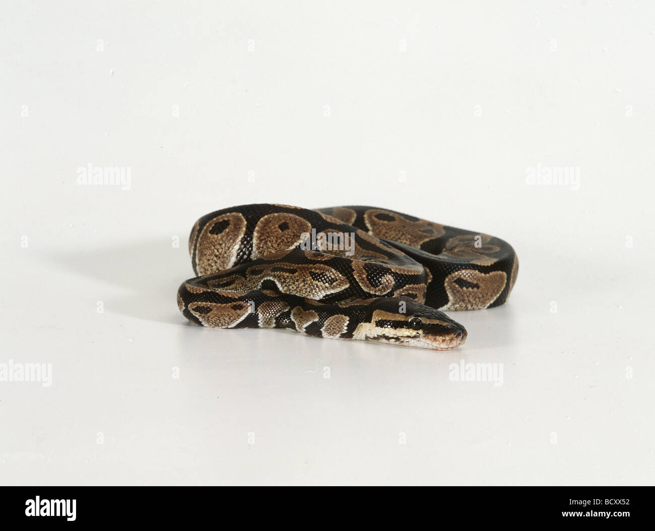 python regius / ball python / royal python Stock Photo - Alamy