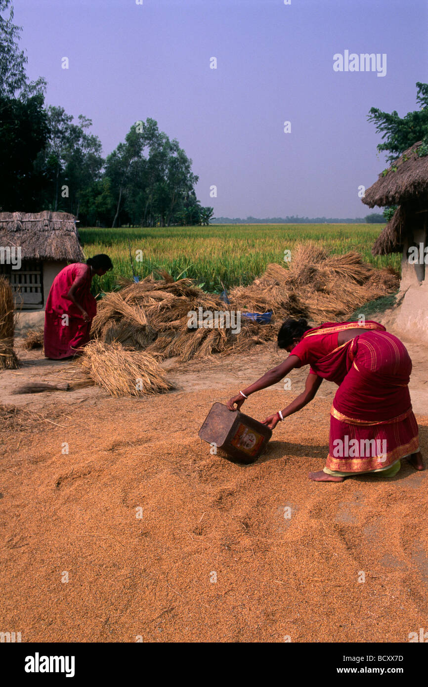 India, West Bengal, Sunderbans, rice harvest Stock Photo