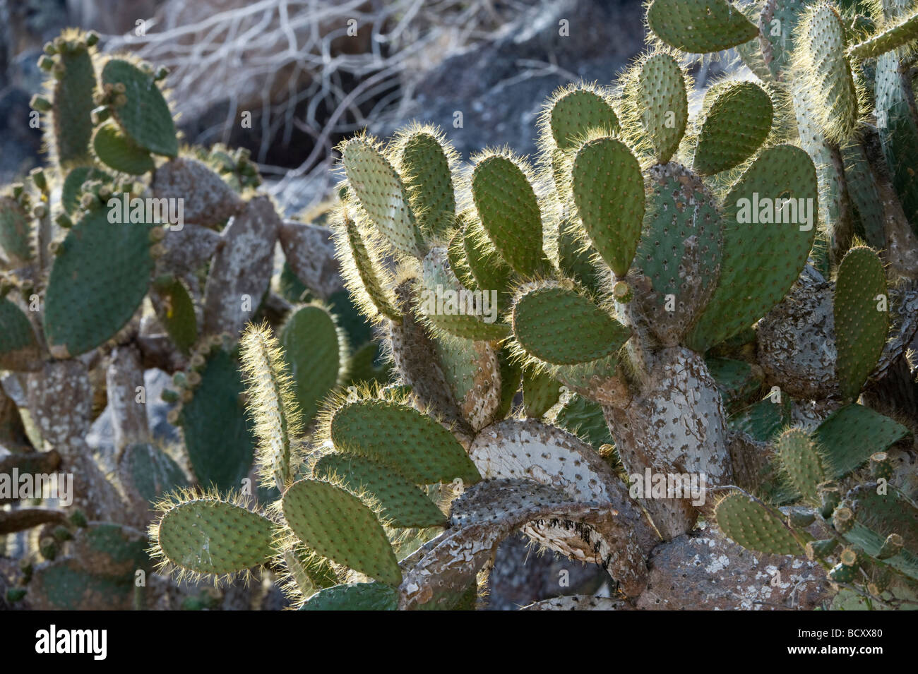 Giant Prickly Pear (Opuntia helleri) fleshy pads backlit Darwin Bay Genovesa Galapagos Ecuador Pacific Ocean South America May Stock Photo