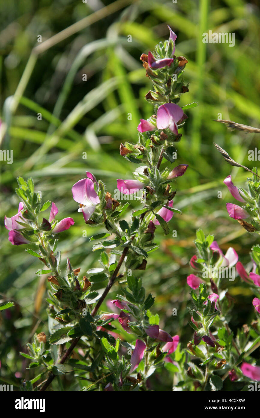 Rest-harrow, Ononis repens, Fabaceae Stock Photo