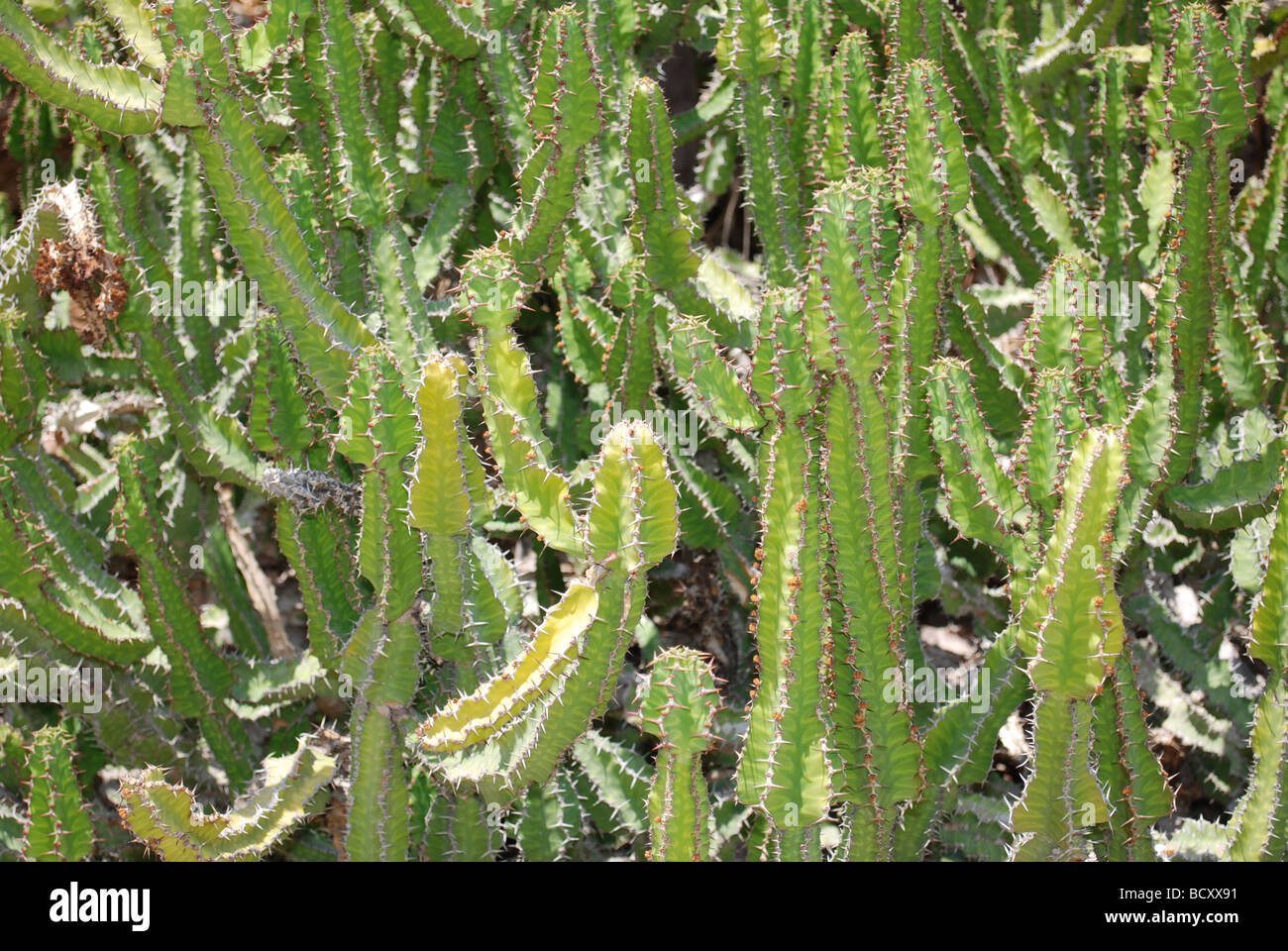 Euphorbia Polygona Stock Photo