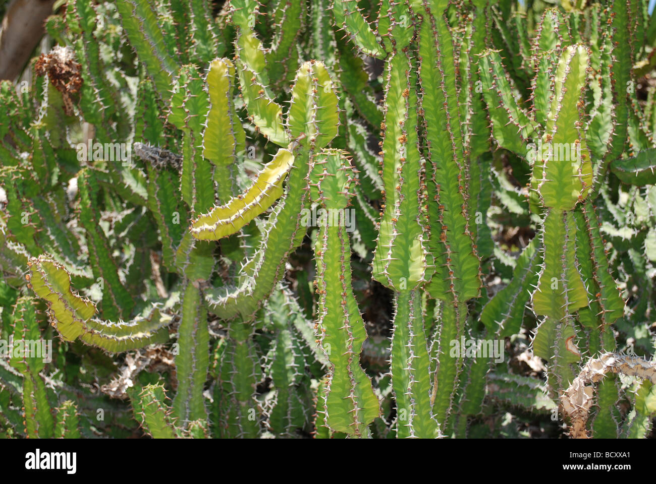 Euphorbia Polygona Stock Photo