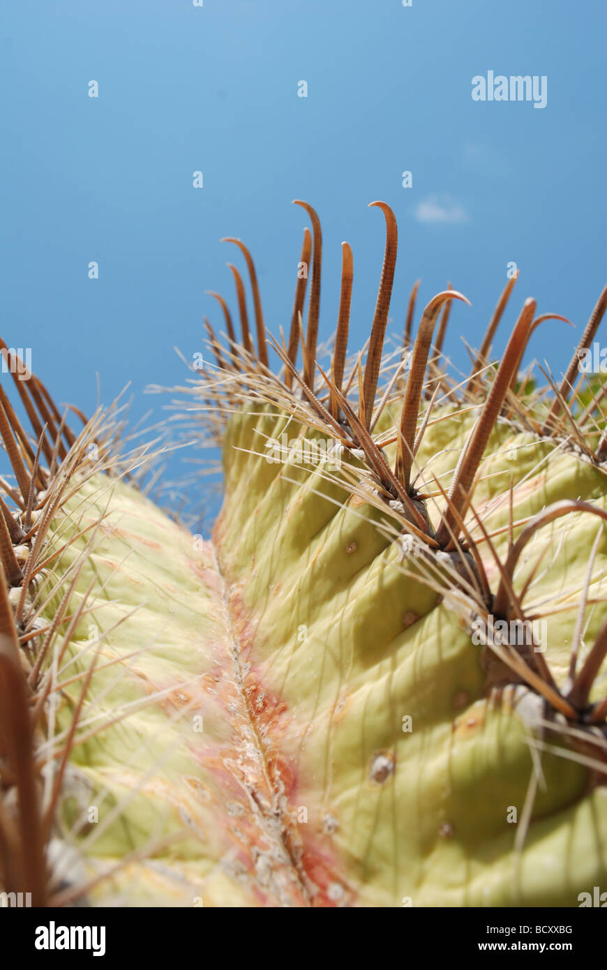 Ferocactus wislizeni the Fishhook Barrel Cactus also called Arizona Barrel Cactus Candy Barrel Cactus Stock Photo
