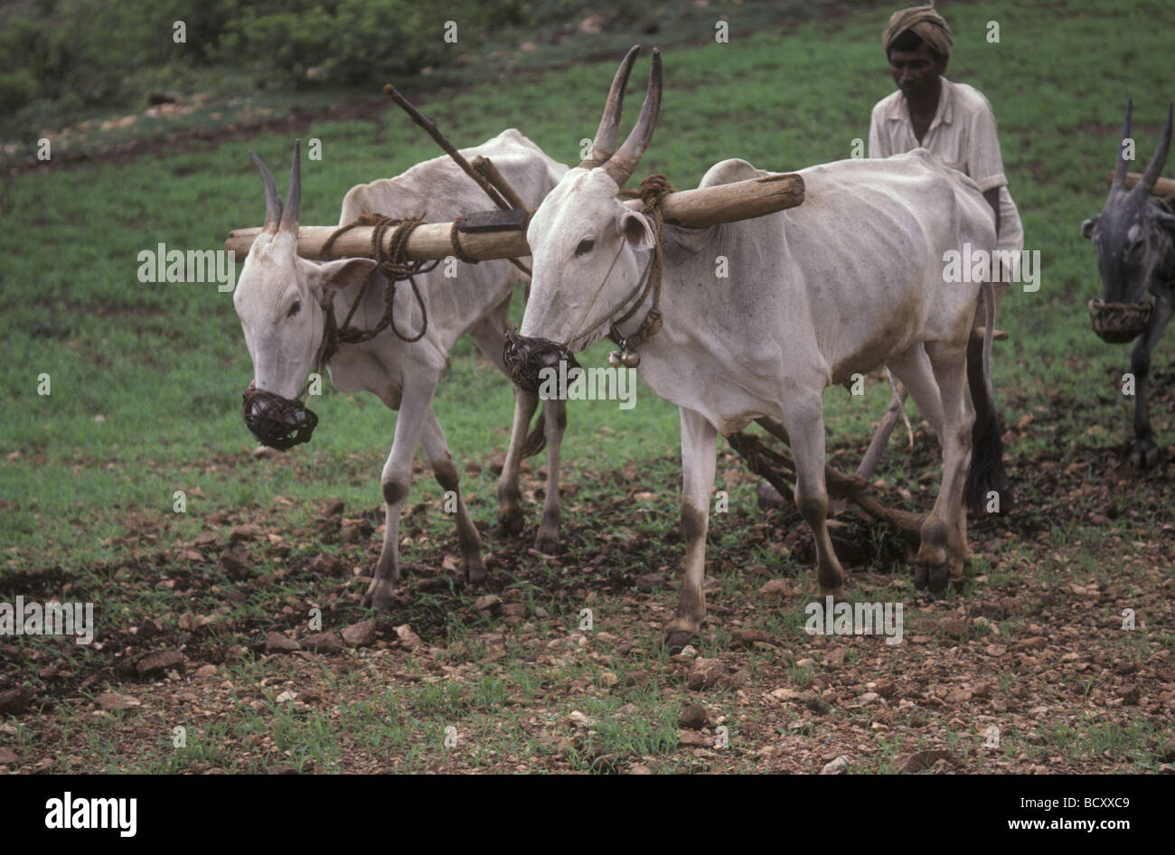 Yoke of oxen ploughing stoney field near Bangalore India Stock Photo