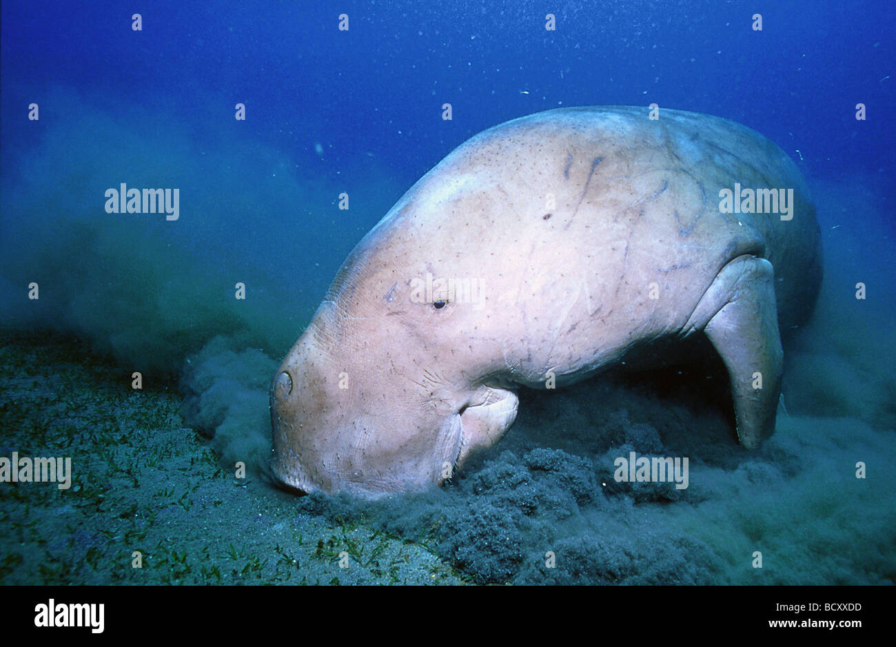 Cow sea cows sirenian sirenians manatee manatees hi-res stock