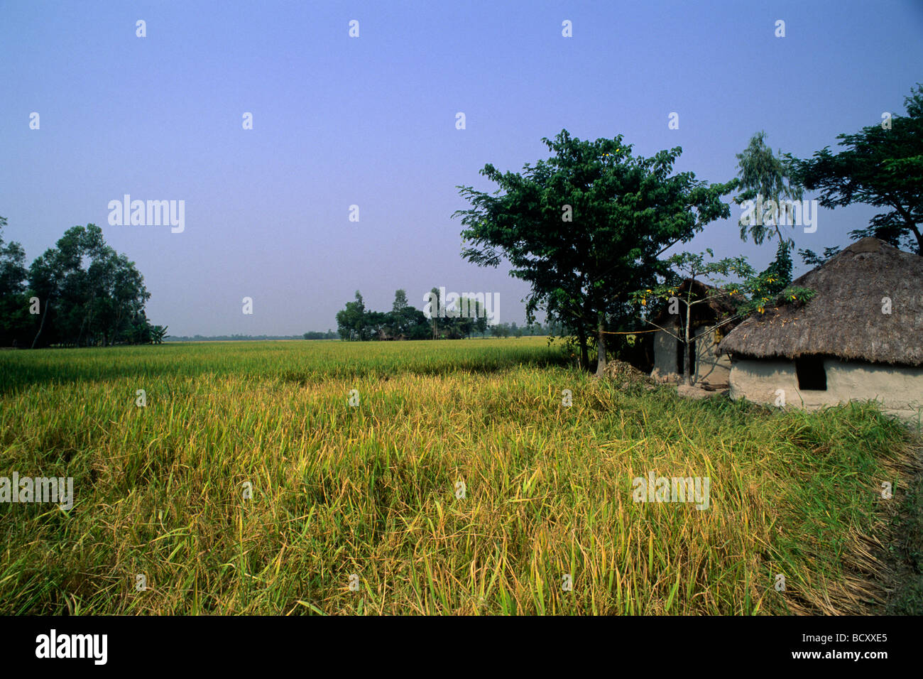 india, west bengal, sunderbans, ganges delta, rice fields Stock Photo