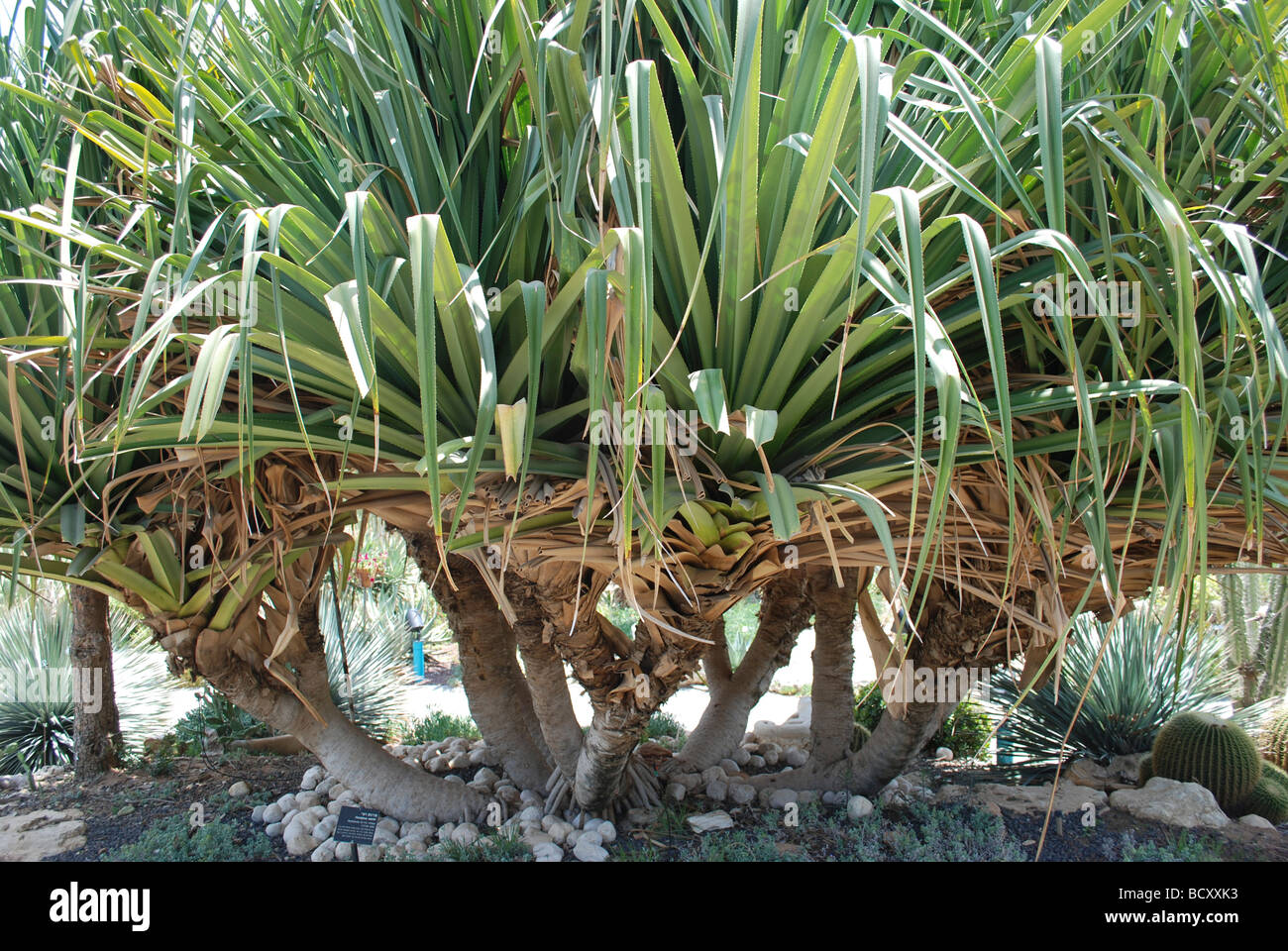 Pandanus veitchii Veitch s screwpine Stock Photo Alamy