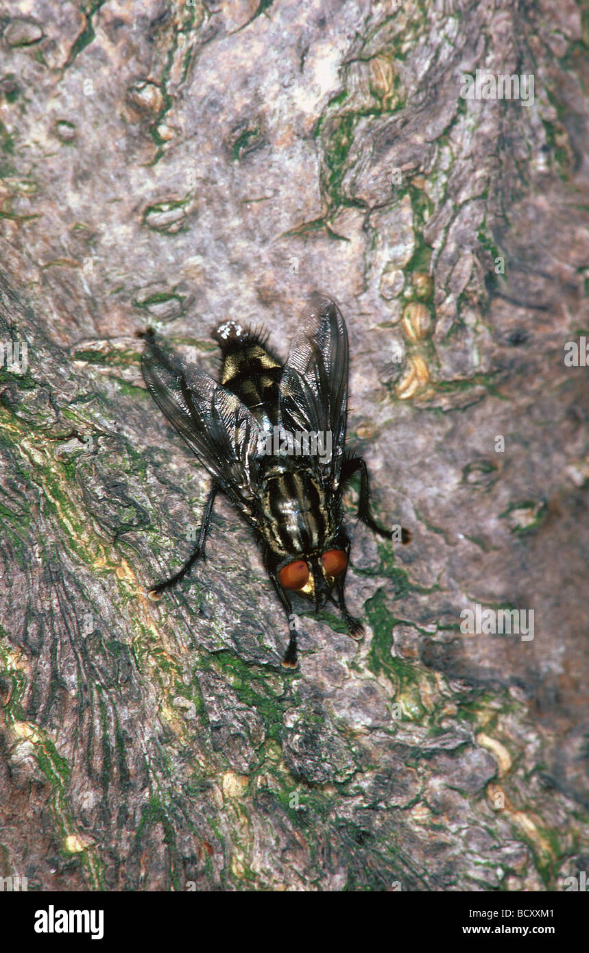 Musca domestica housefly hi-res stock photography and images - Alamy