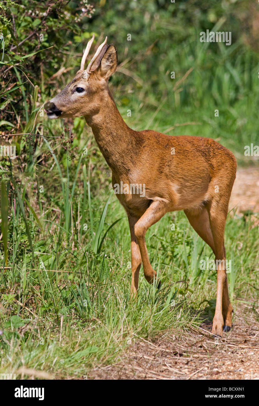 Roe Deer Stag (capreolus capreolus) at Titchfield Haven, Hampshire Stock Photo