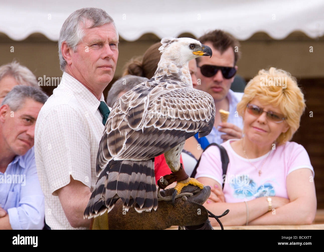 African Crowned Eagle