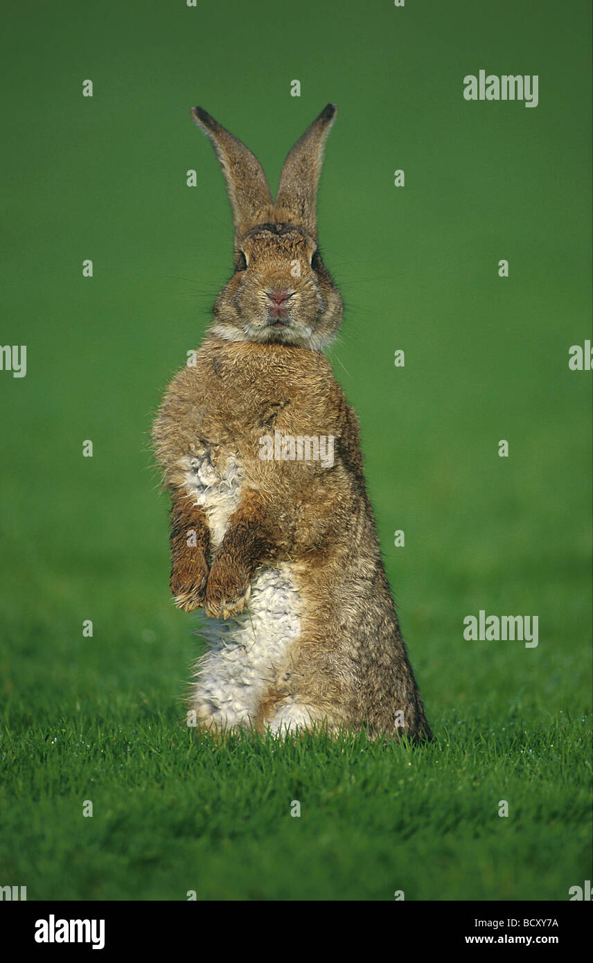 Rabbit sitting up on the hind legs hires stock photography and images