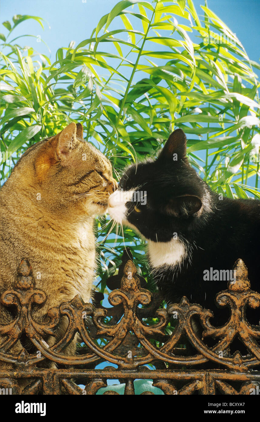 Two Domestic Cats Smooching Stock Photo Alamy Two Domestic Cats Smooching Stock Photo Alamy