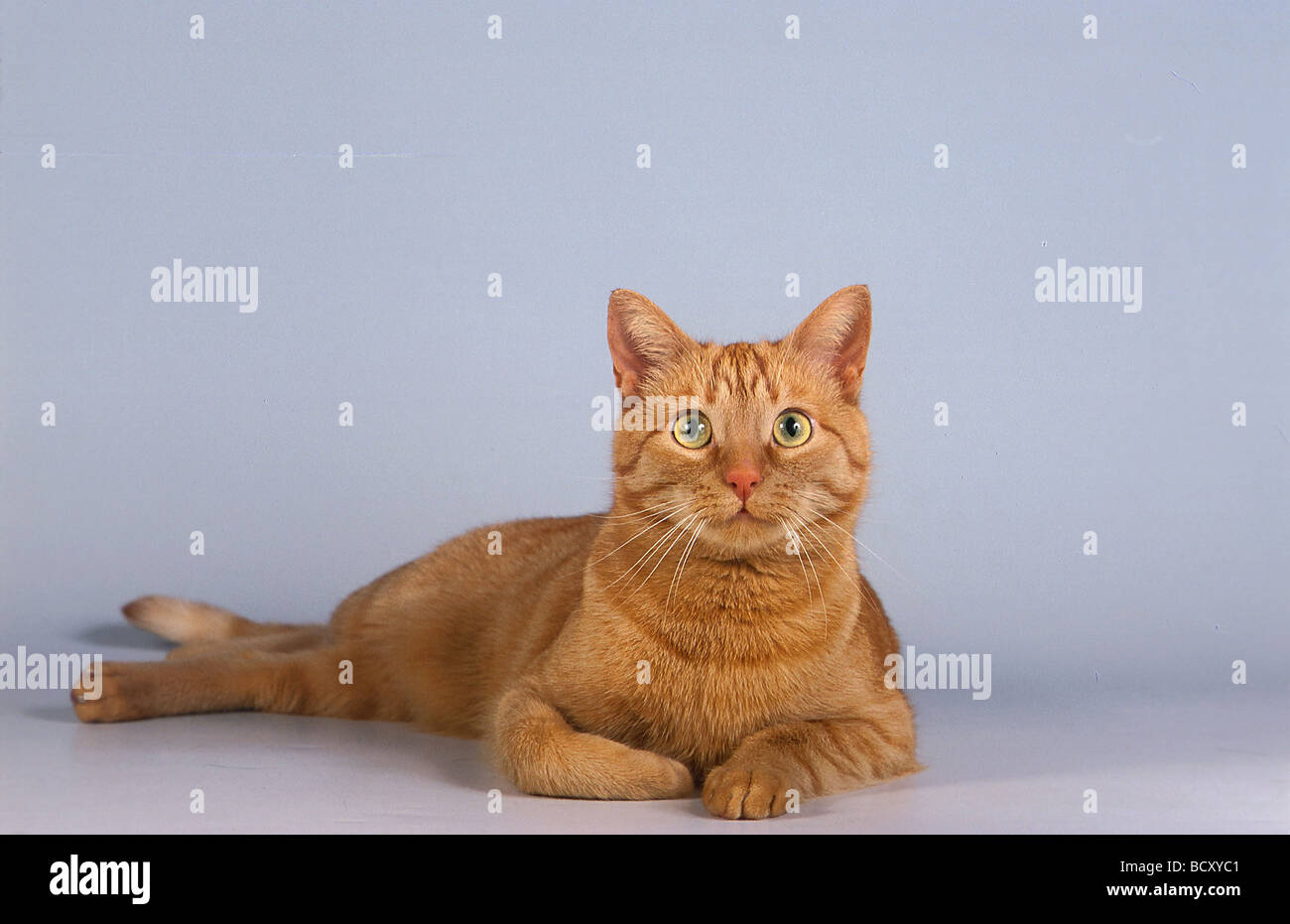 red domestic cat Stock Photo - Alamy