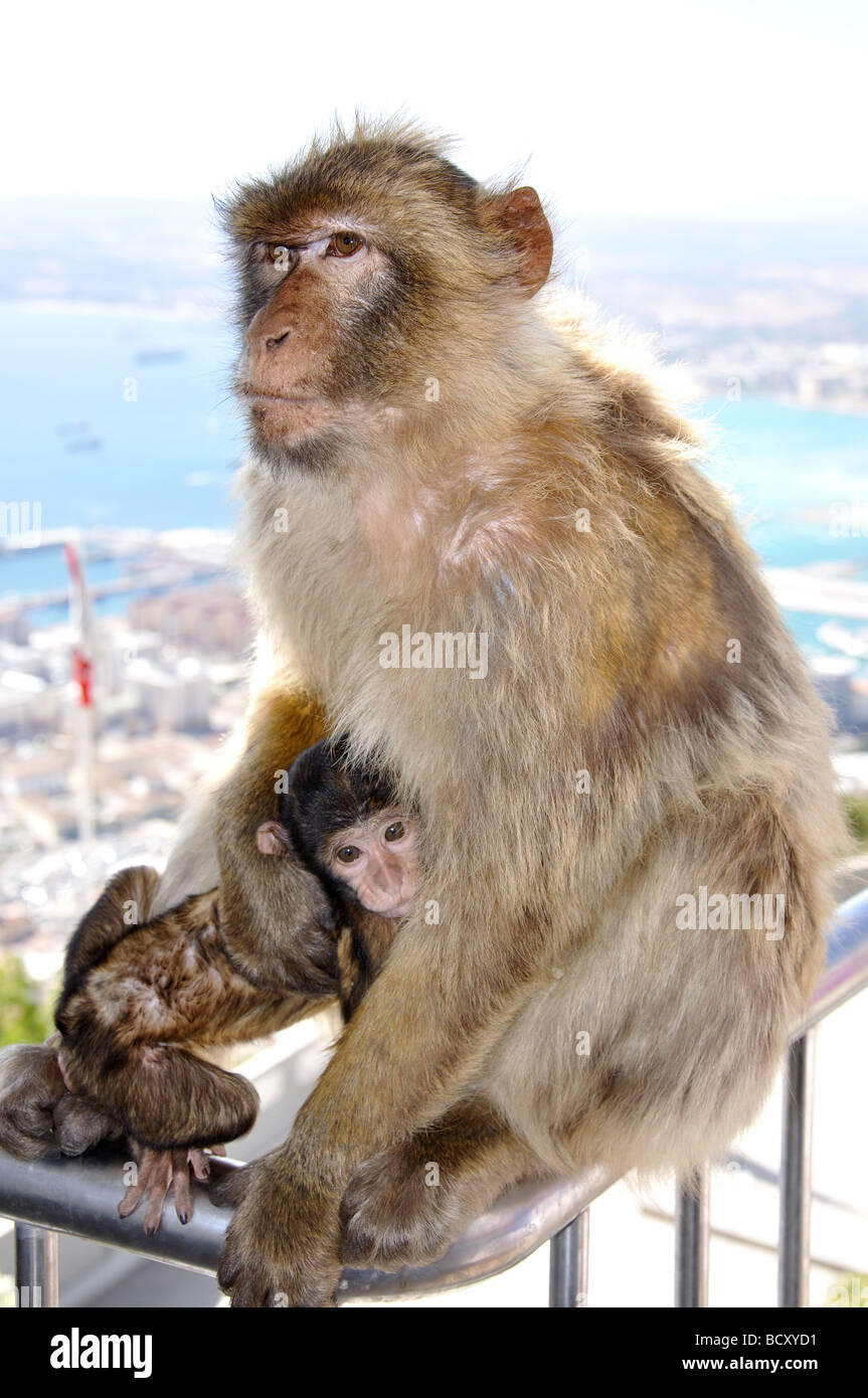 Gibraltar Barbary Macaque with baby at Lenea Rock Lookout, Gibraltar Rock, Gibraltar Stock Photo
