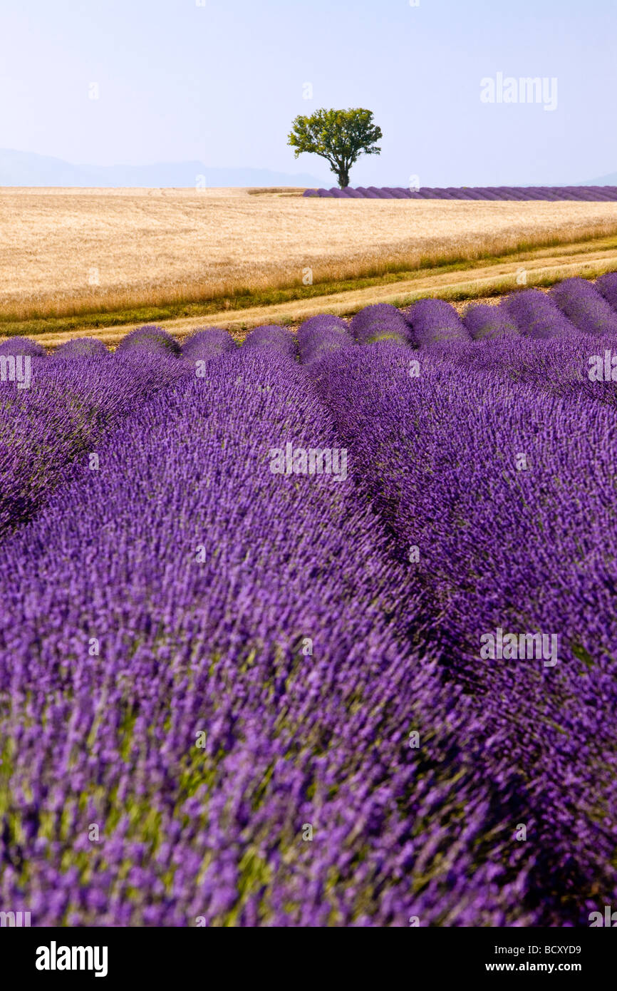 Lavender field near Valensole France Stock Photo