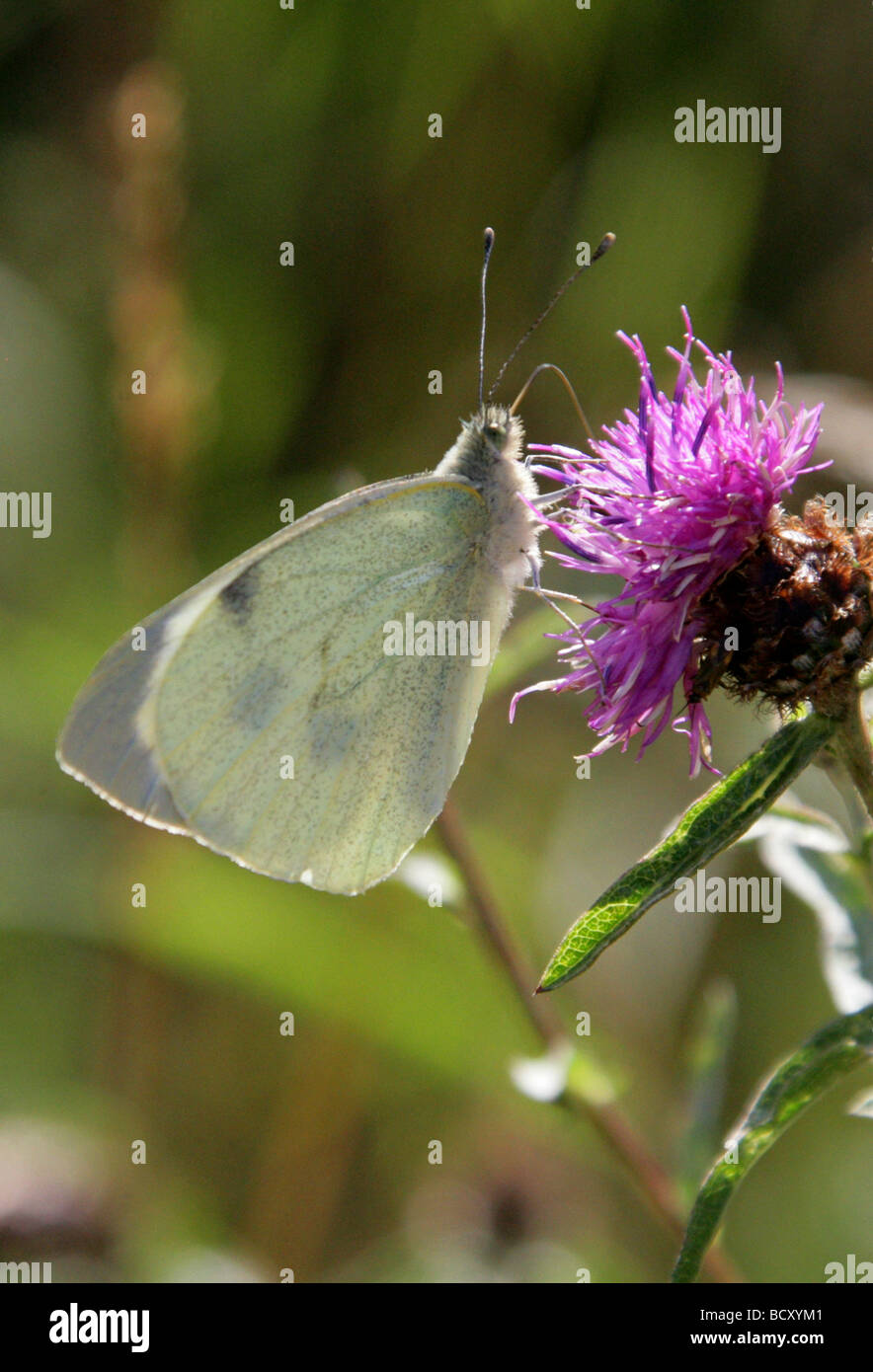 Large White or Cabbage White Butterfly, Pieris brassicae, Pieridae, Lepidoptera. Female Stock Photo