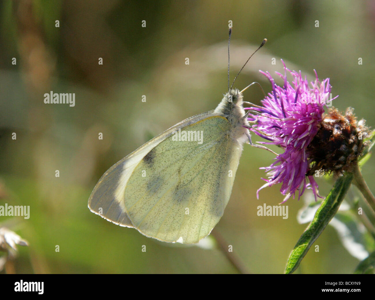 Large White or Cabbage White Butterfly, Pieris brassicae, Pieridae, Lepidoptera. Female Stock Photo