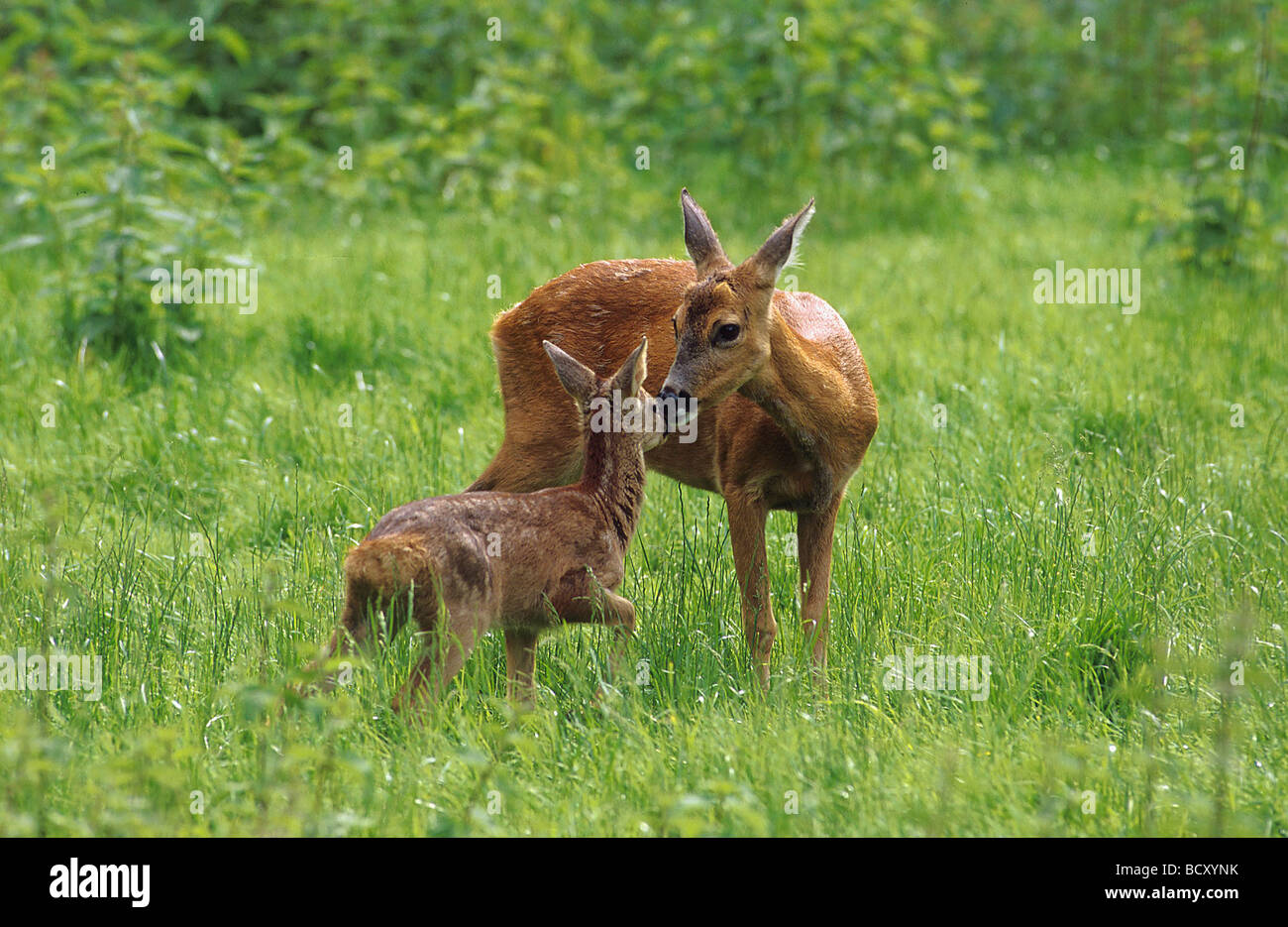 capreolus capreolus / roe deer Stock Photo - Alamy