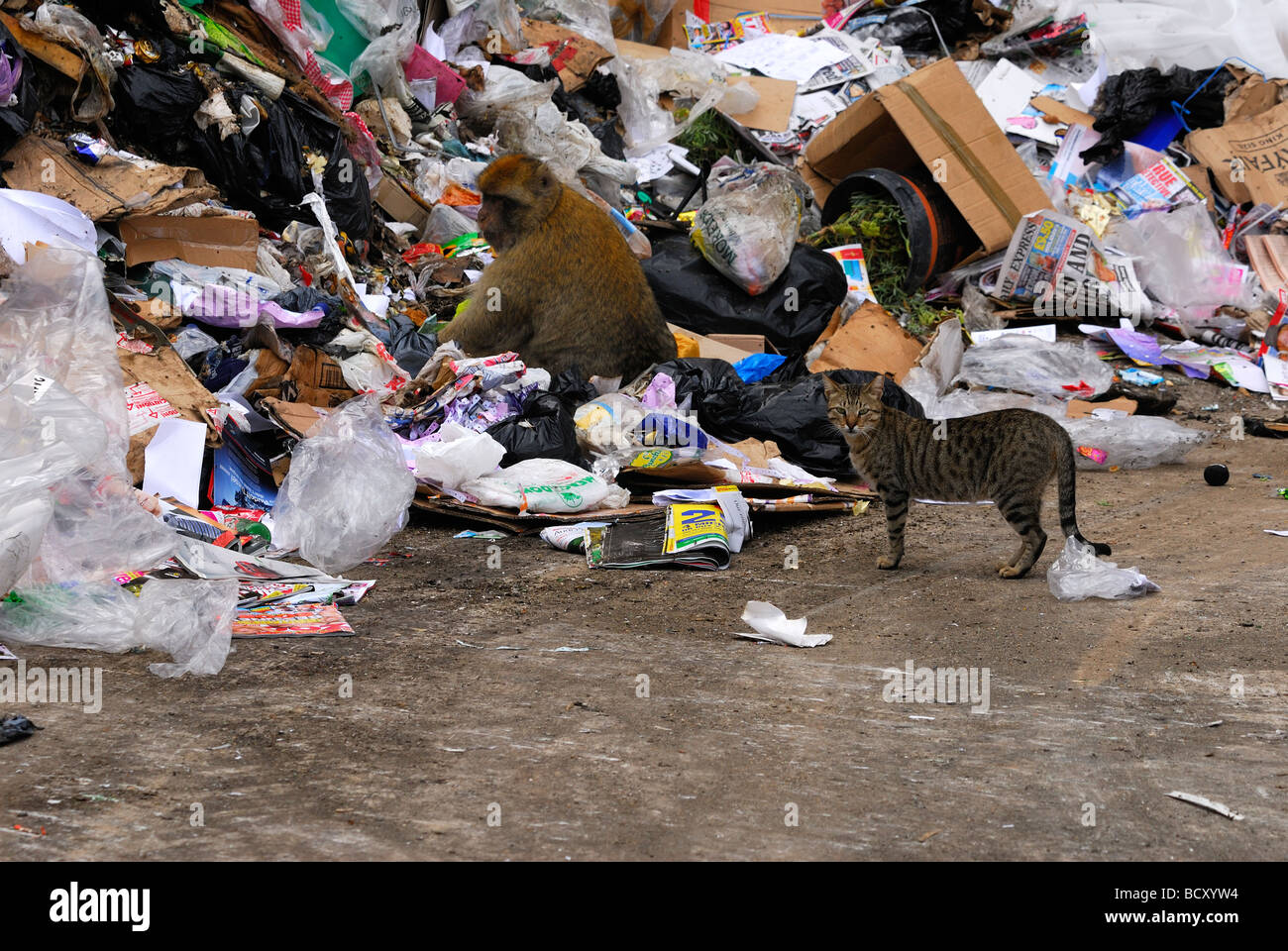 Barbary macaque sifting through rubbish in dump with domestic cat standing close. Stock Photo