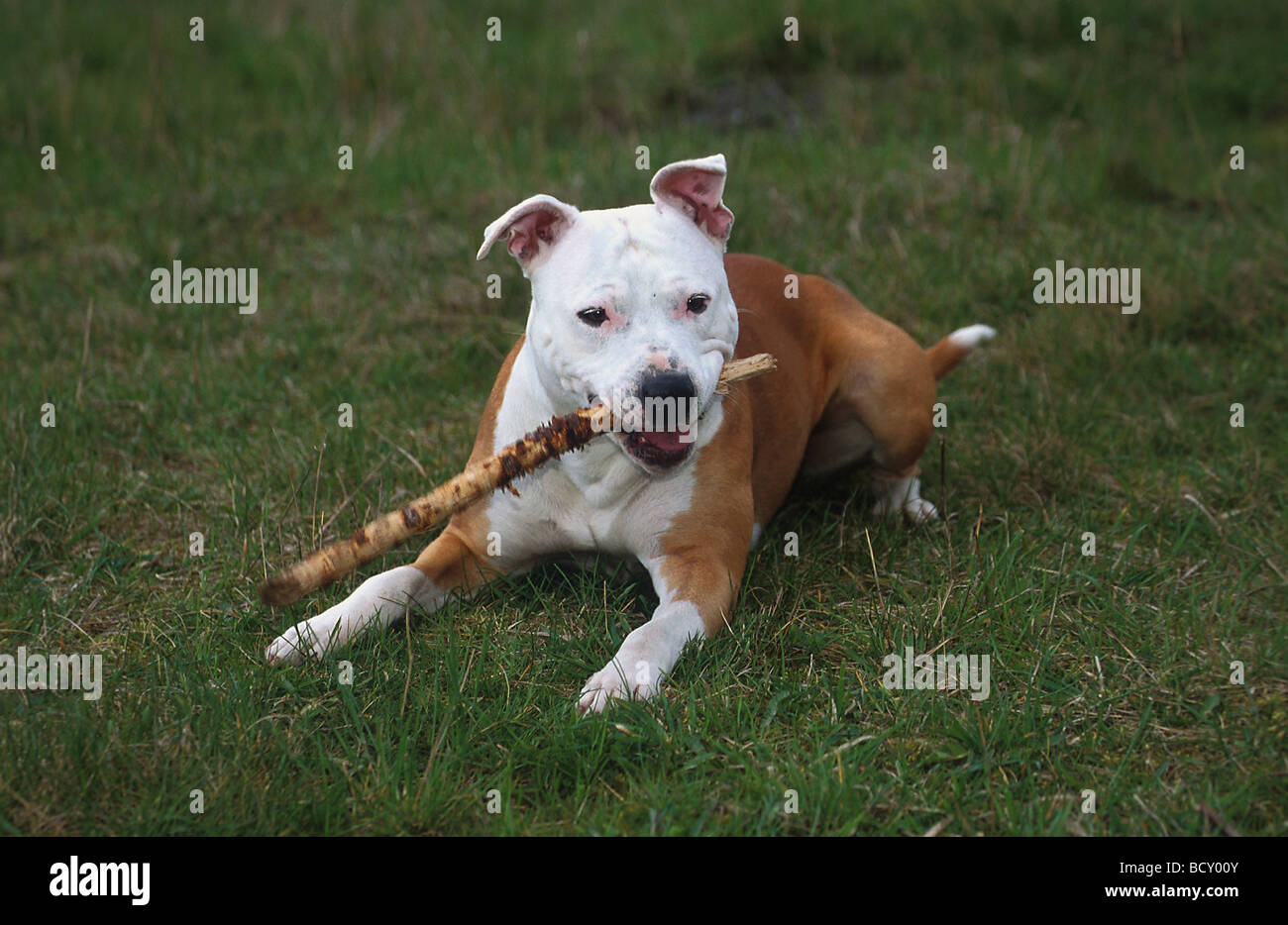 American Staffordshire Terrier / Pit Bull Terrier Stock Photo
