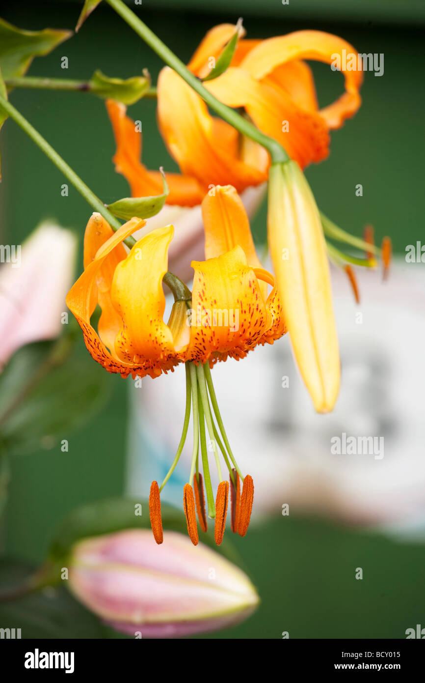 bright orange and green lilly flower close up Stock Photo