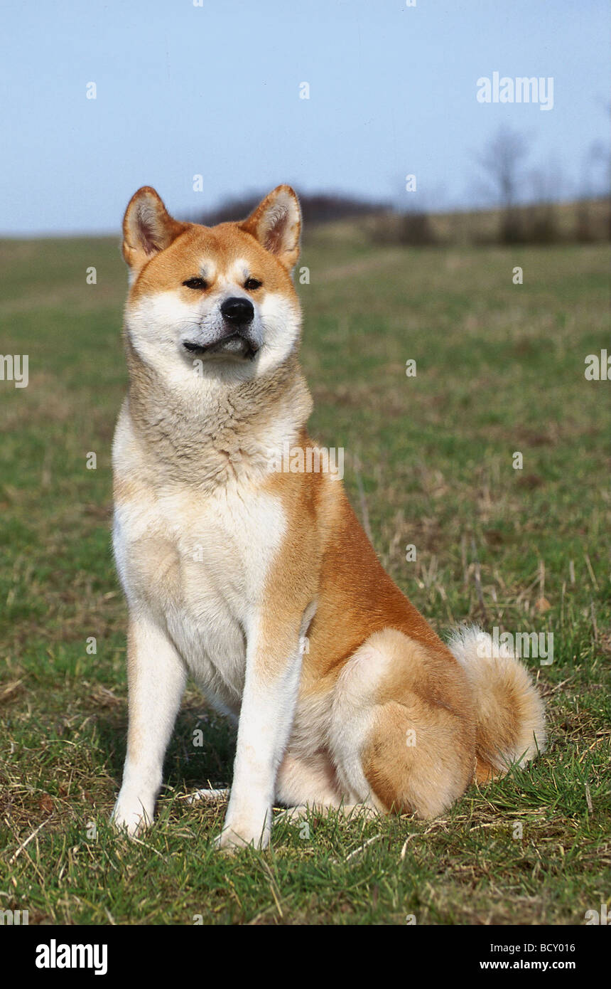 Akita inus hi-res stock photography and images - Alamy