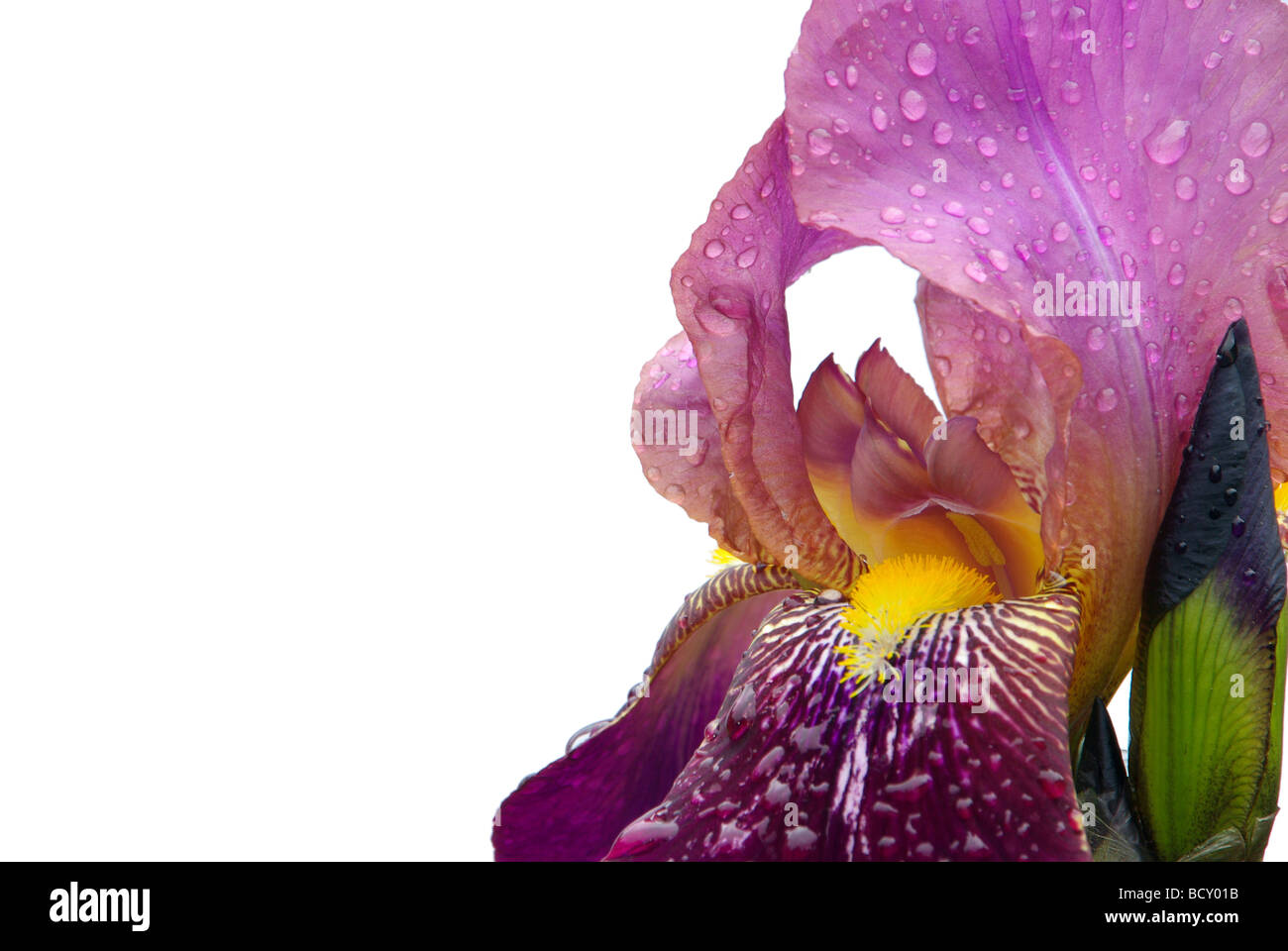 Schwertlilie iris 45 Stock Photo