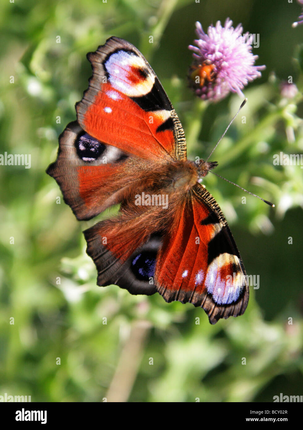 Peacock Butterfly, Inachis io, Nymphalidae Stock Photo