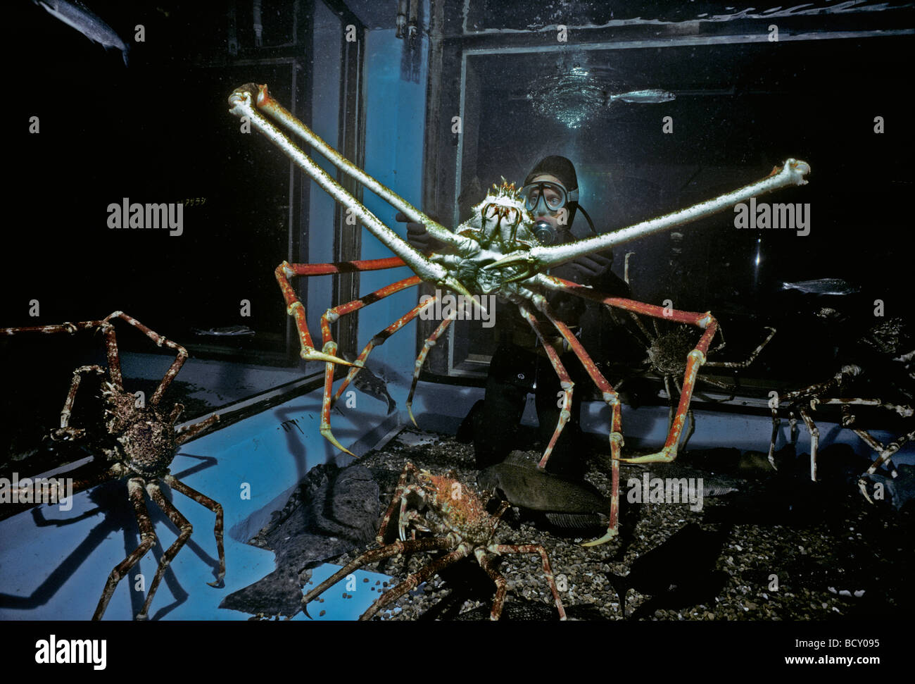 Japanese Giant Spider Crab Macrocheira Kaempferi World S Largest Crustacean Tokyo Aquarium Japan Stock Photo Alamy