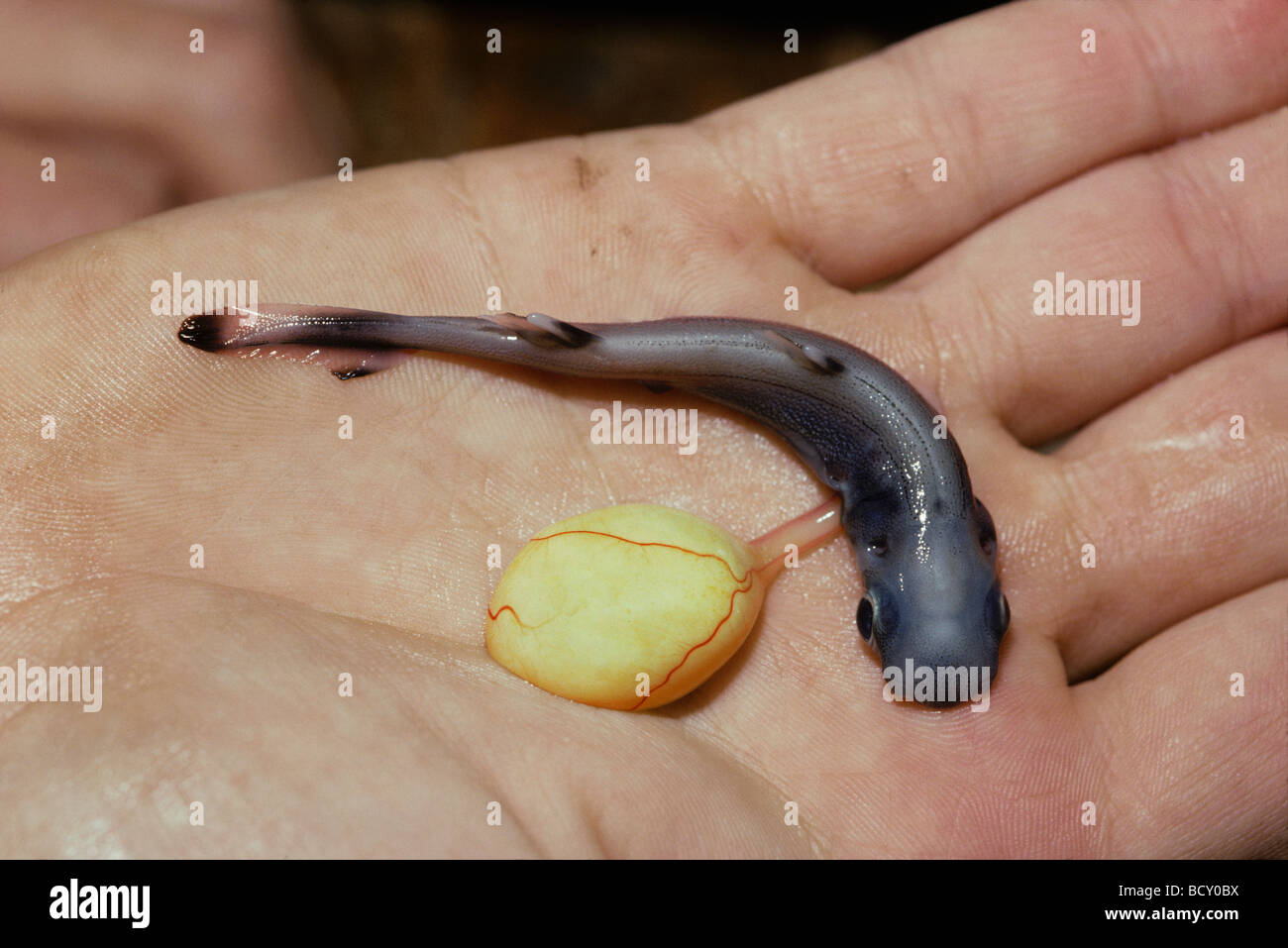 Newborn Spiny Pygmy Shark Sqaliolus laticaudus with yolk sac still attached Israel Mediterranean Sea Stock Photo