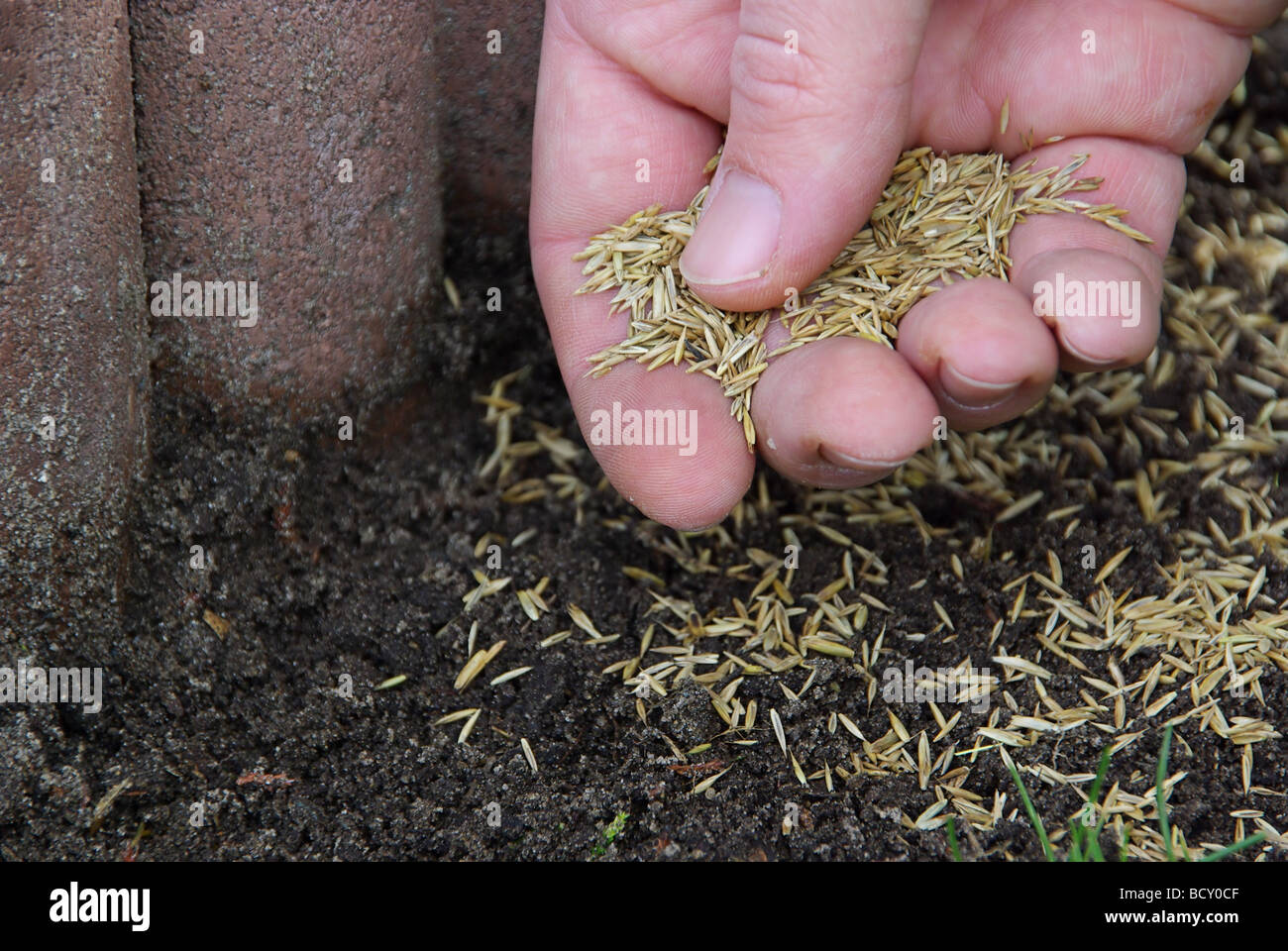 Gras Samen Saen Garten Arbeit Gartenarbeit Hand Finger Stock
