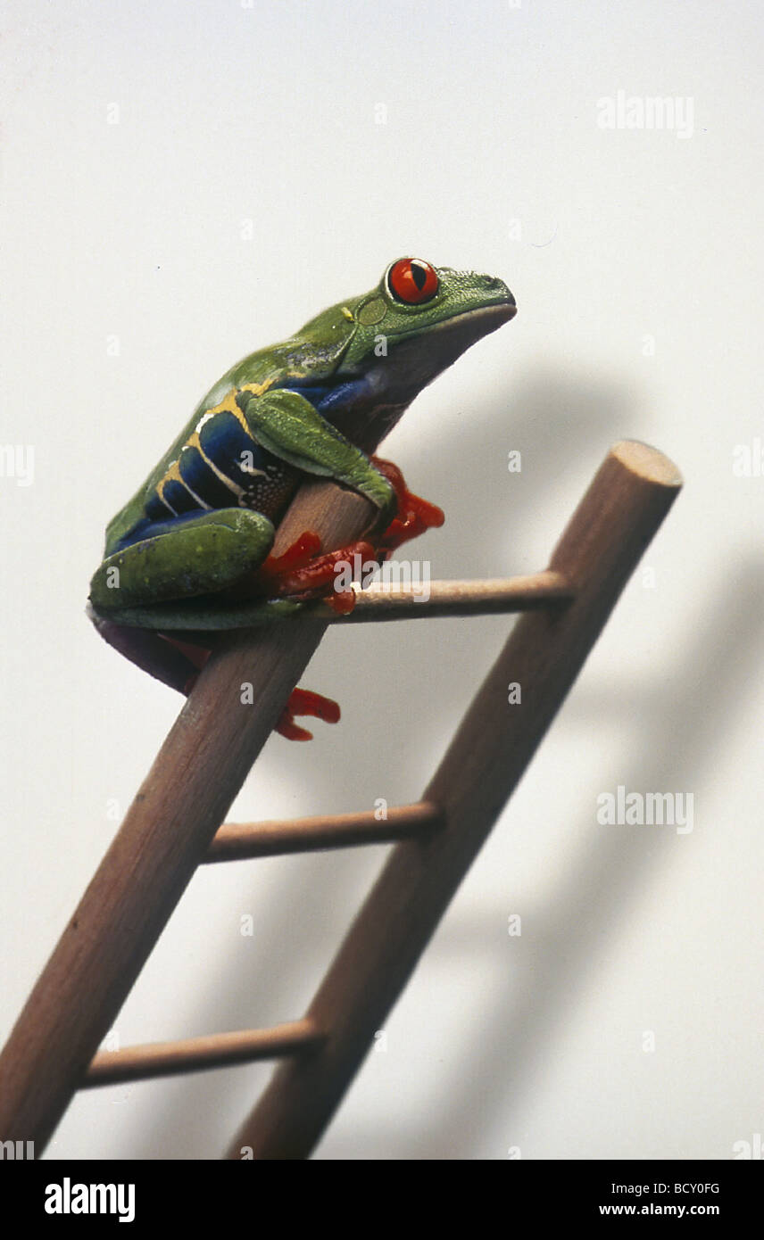 agalychnis callidryas / red-eyed treefrog Stock Photo