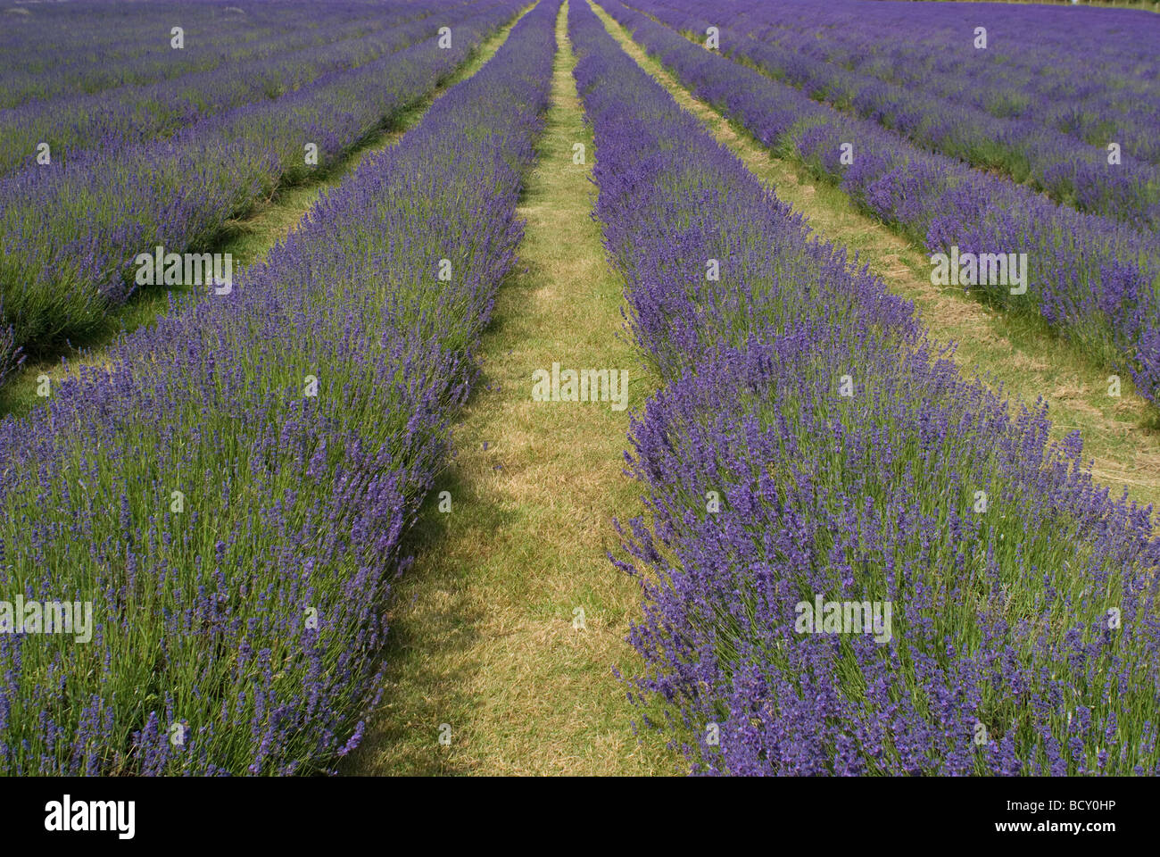 Fields of lavendar, near Purley, Surrey Stock Photo