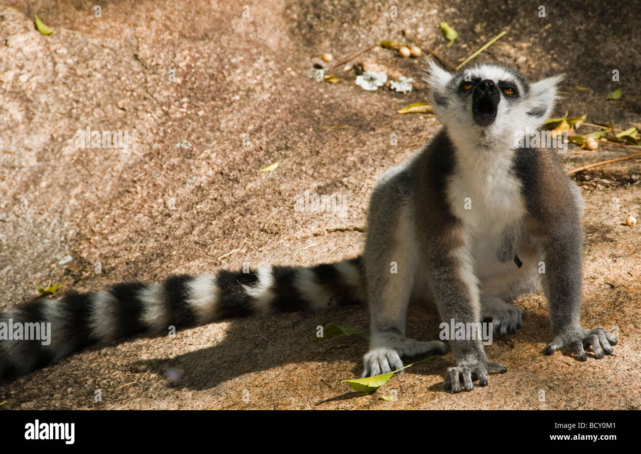 ring tailed lemur (catta) in Anja Reserve in Madagascar Stock Photo