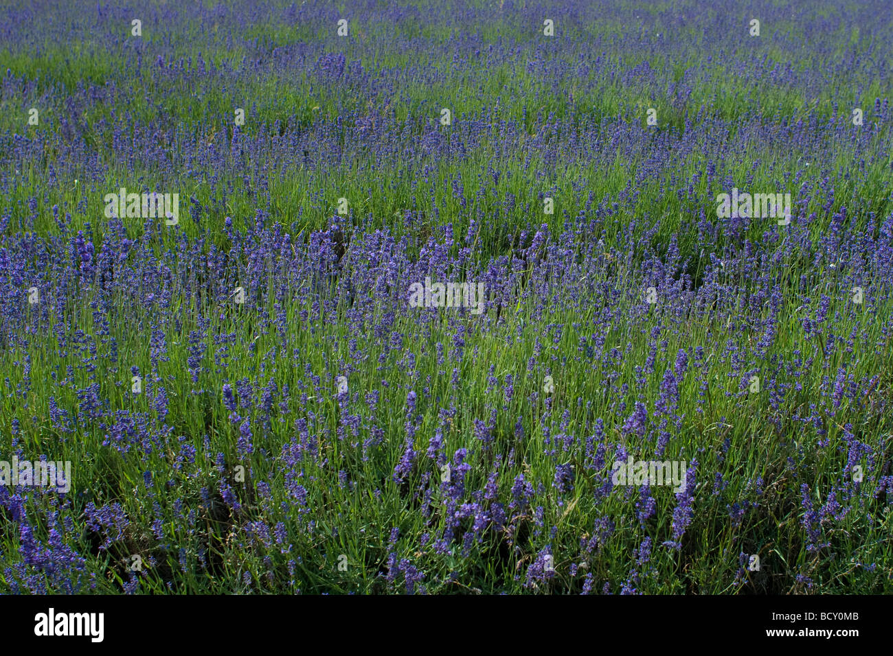 lavendar, Surrey Stock Photo