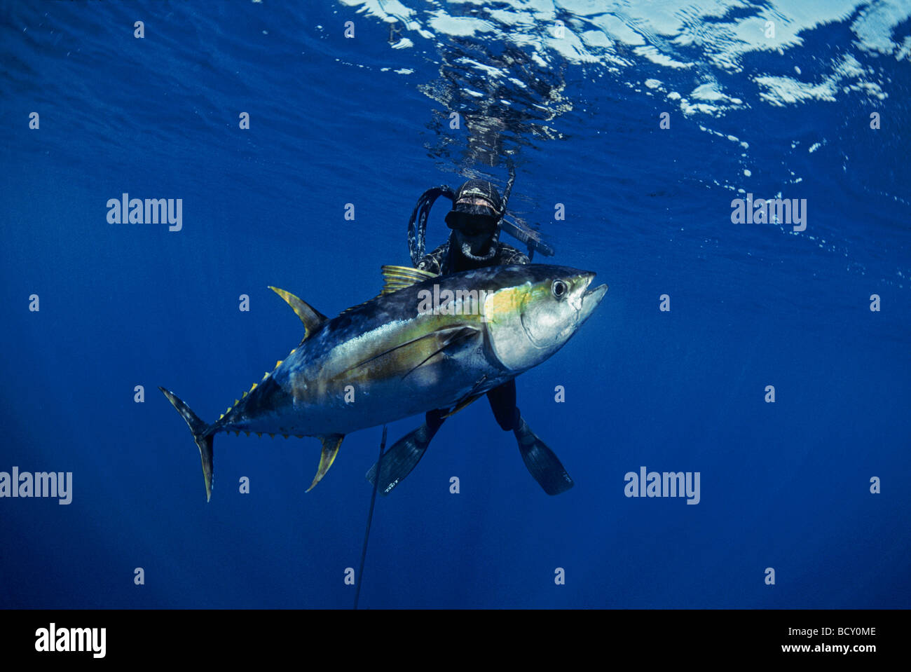 Bluewater Hunter surfaces with giant Yellowfin Tuna Thunnus albacares shot with a hand made 2 meter speargun Stock Photo