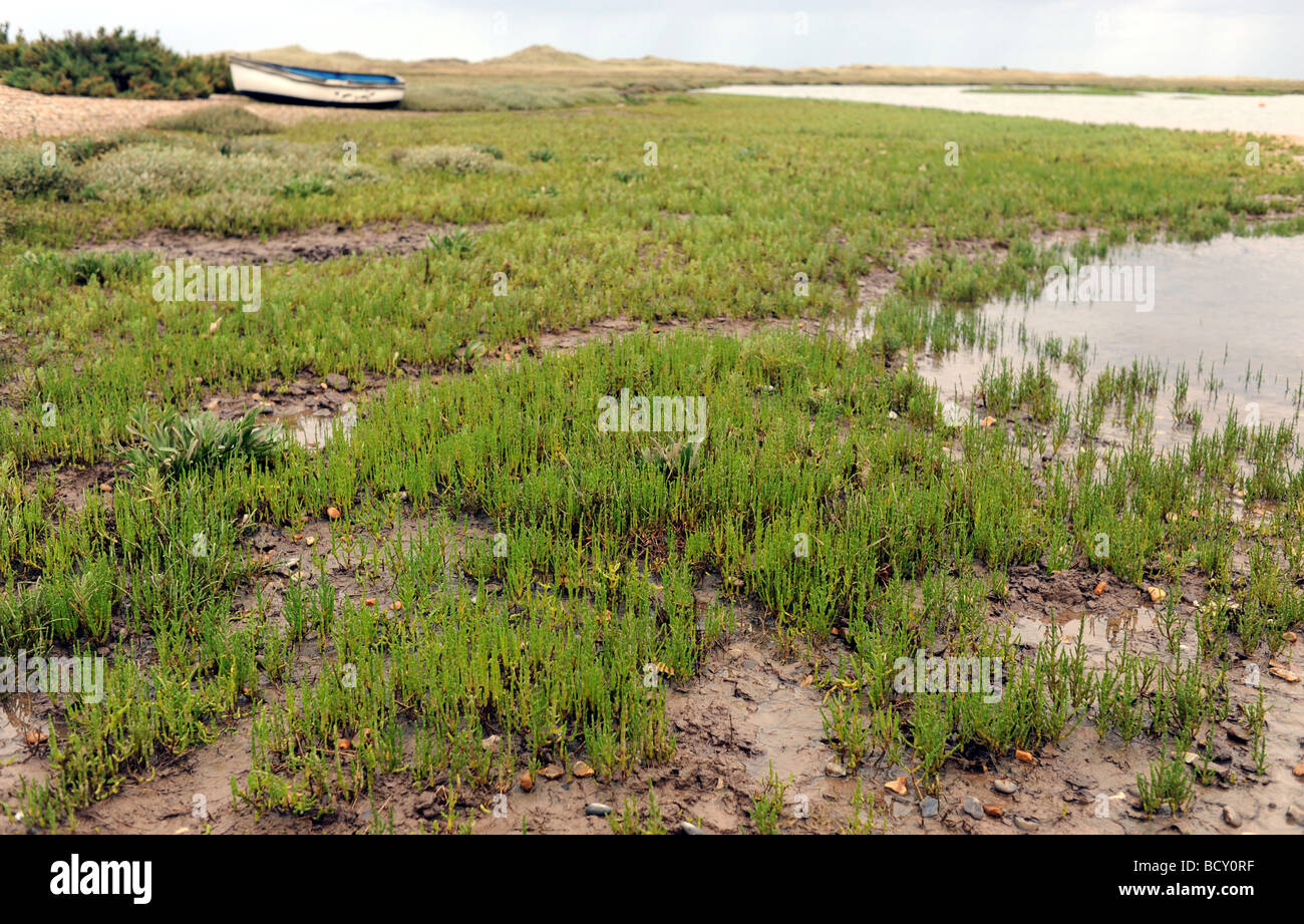 Samphire growing on the mud flats at Blakeney Point on the North