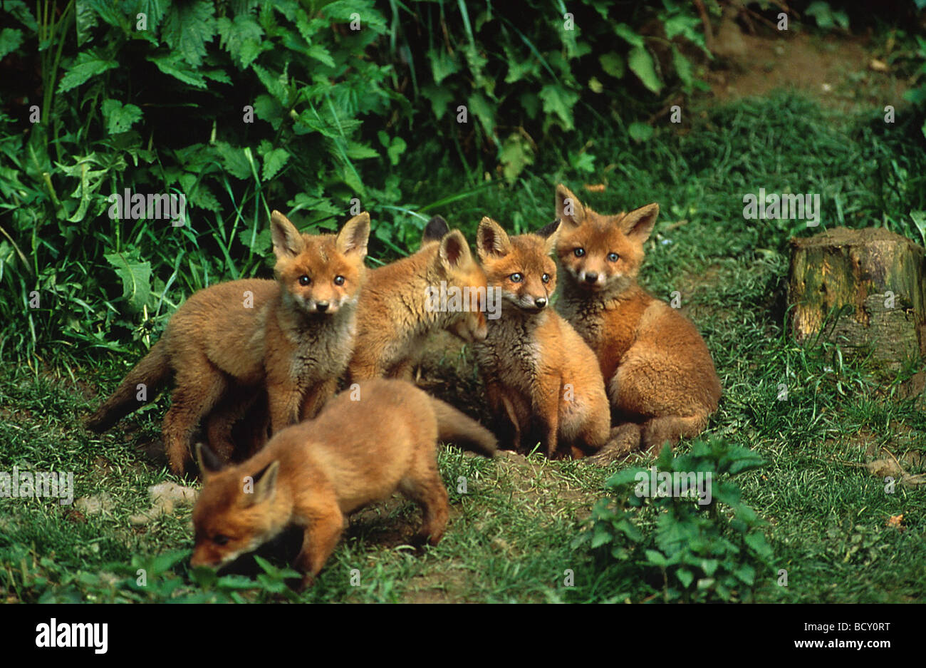 Vulpes vulpe hi-res stock photography and images - Alamy