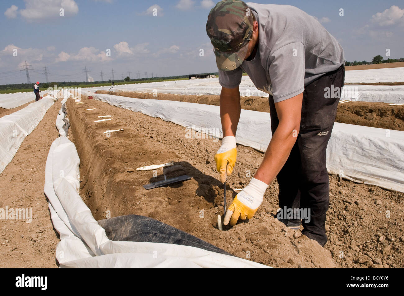 Workers harvest asparagus known as 'Spargel' in Germany which translates as White Gold. Asparagus is extremely popular here. Stock Photo