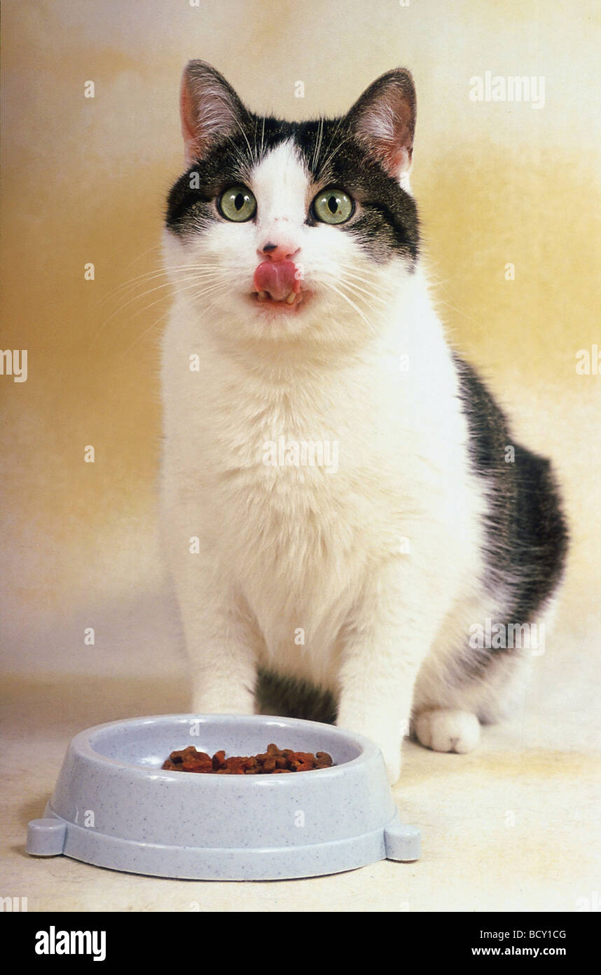 cat is eating Stock Photo Alamy