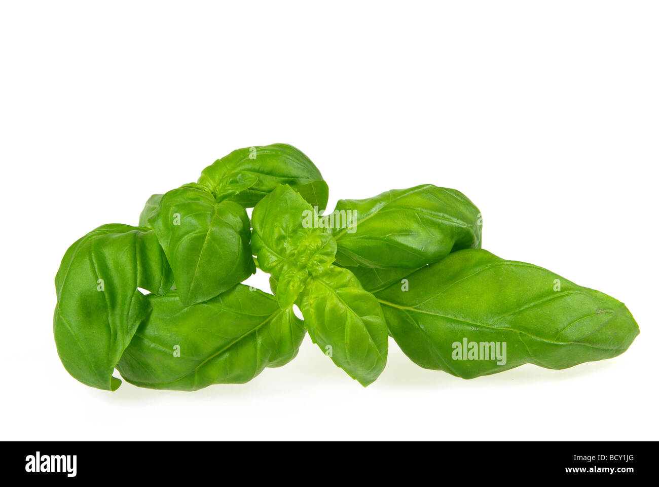 Basilikum Basil 08 Stock Photo - Alamy