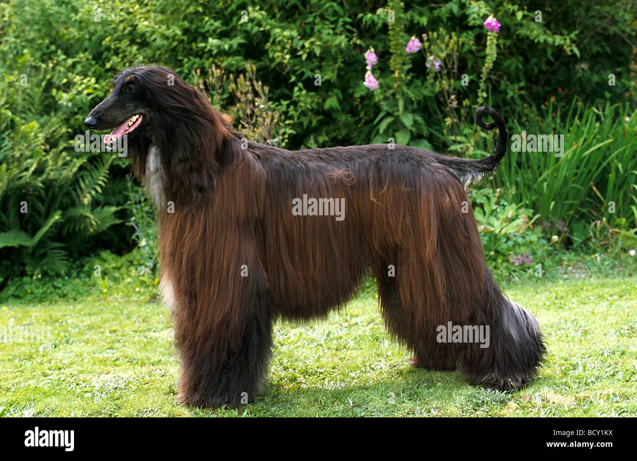 Afghan greyhound Stock Photo